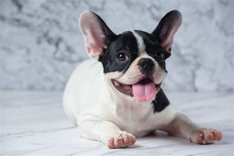 Pros & Cons of Owning a French Bulldog